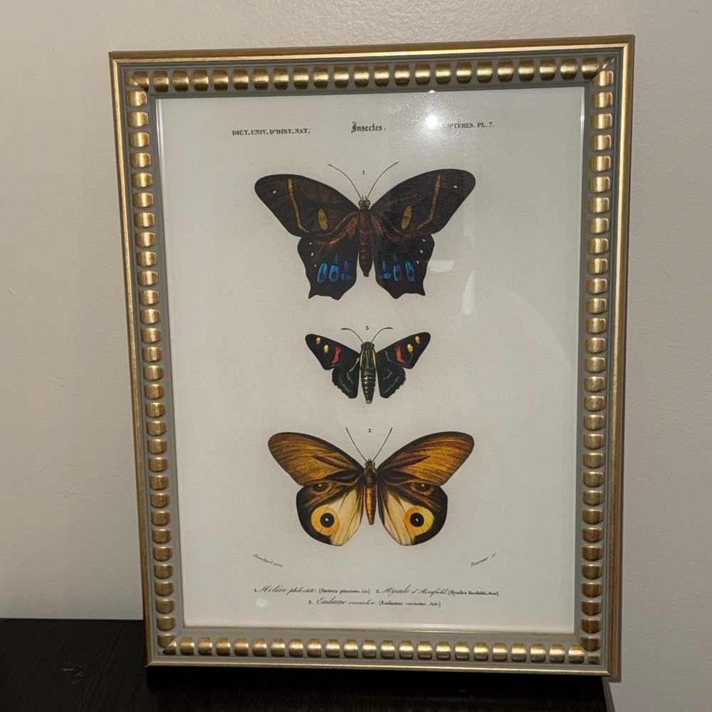 Framed Butterfly Art Print